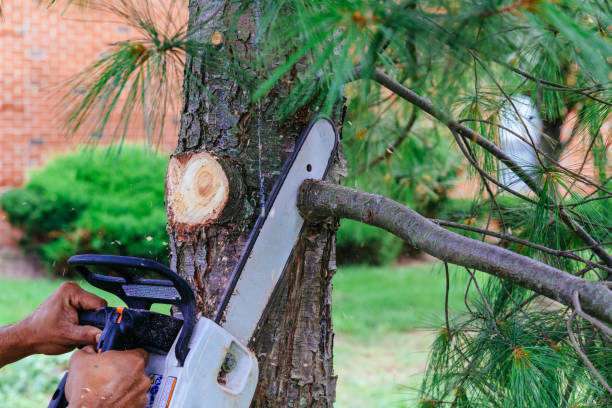 Trusted Pine Ridge At Crestwood, NJ Tree Removal and Landscaping Services Experts